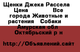 Щенки Джека Рассела › Цена ­ 10 000 - Все города Животные и растения » Собаки   . Амурская обл.,Октябрьский р-н